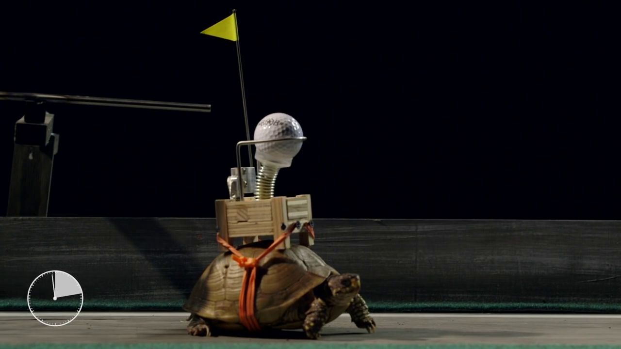 Turtle with golf ball on spring contraption on back.