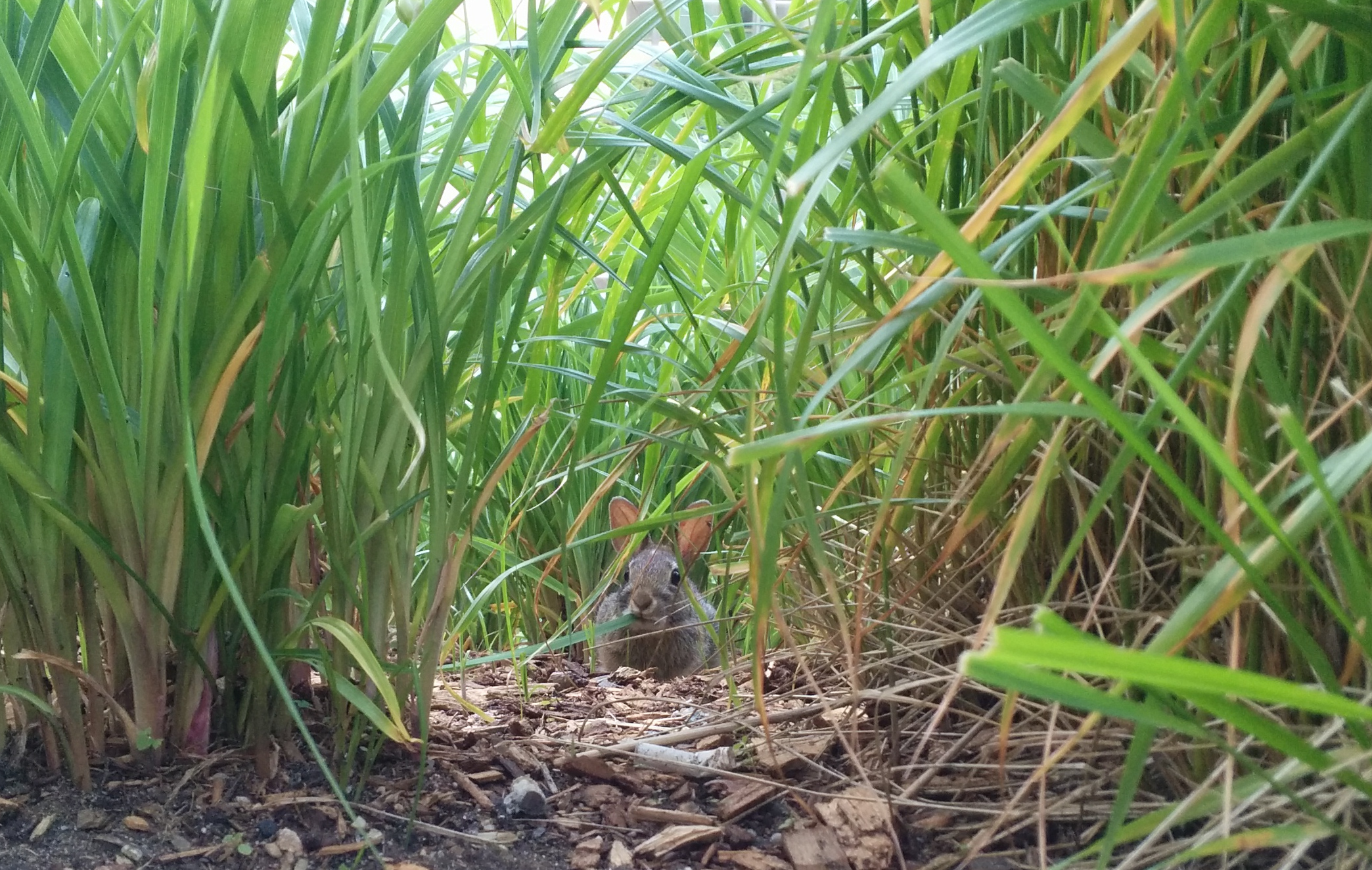 Little rabbit in big grass